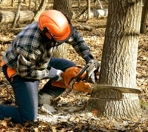 Tree Removal in Hungerford, TX